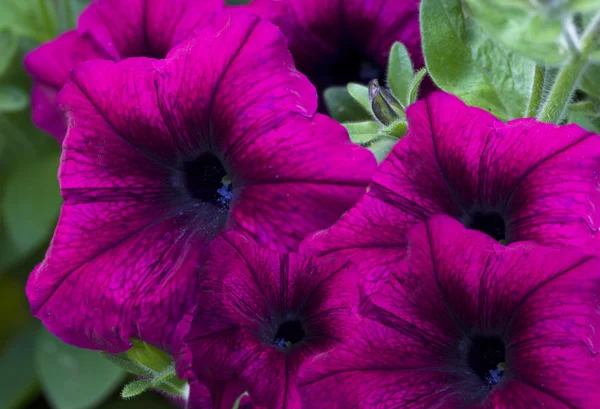 Paars velours petunia tuin — Stockfoto