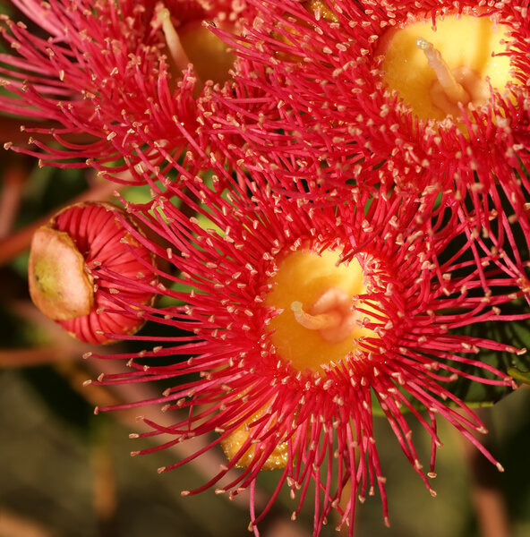 Red flowers gum tree eucalyptus phytocarpa australian native