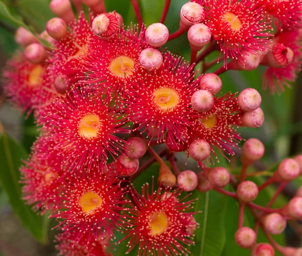 Red flowers gum tree eucalyptus phytocarpa hybrid australian nat — Stock Photo, Image