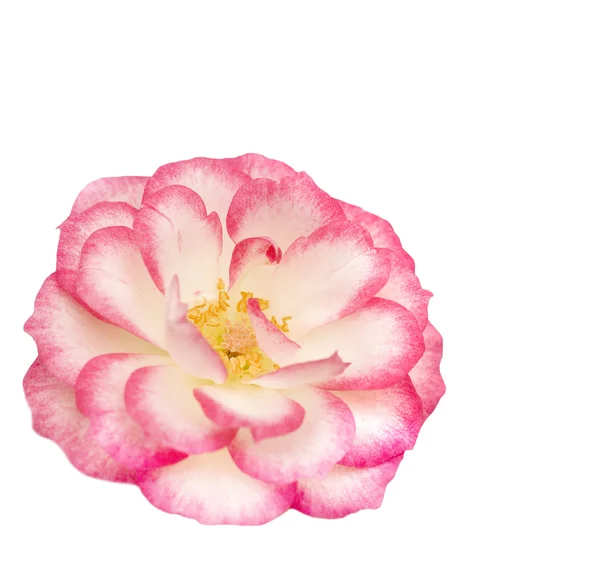Рожево-біла мініатюрна квітка троянди — стокове фото