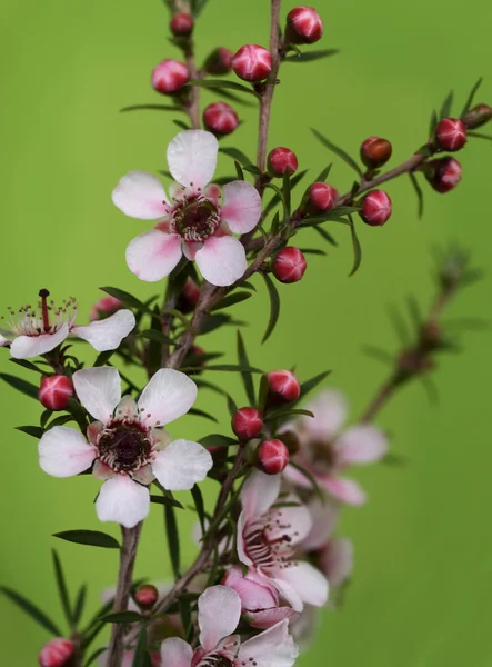 Leptospernum pembe cascade Avustralya yerli bahar çiçekleri — Stok fotoğraf