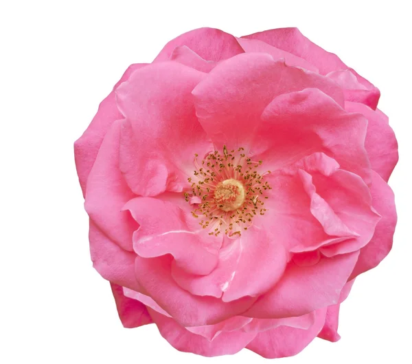 Рожева троянда квітуча весняна квітка — стокове фото