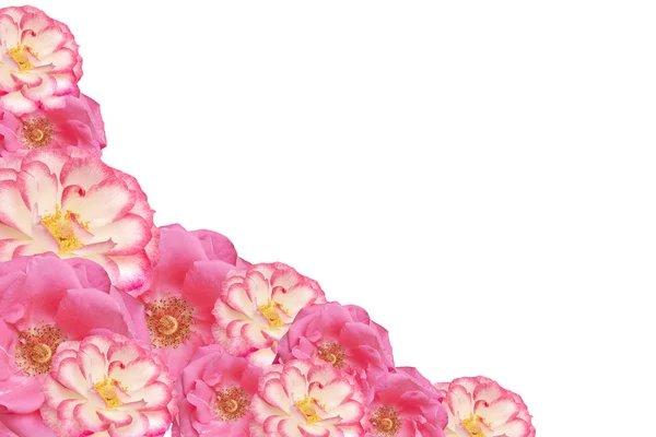 Pembe Gül çiçek çerçeve Sevgililer anneler günü — Stok fotoğraf