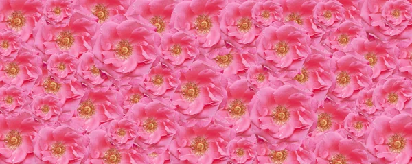 Roze roos textuur behang floral achtergrond — Stockfoto