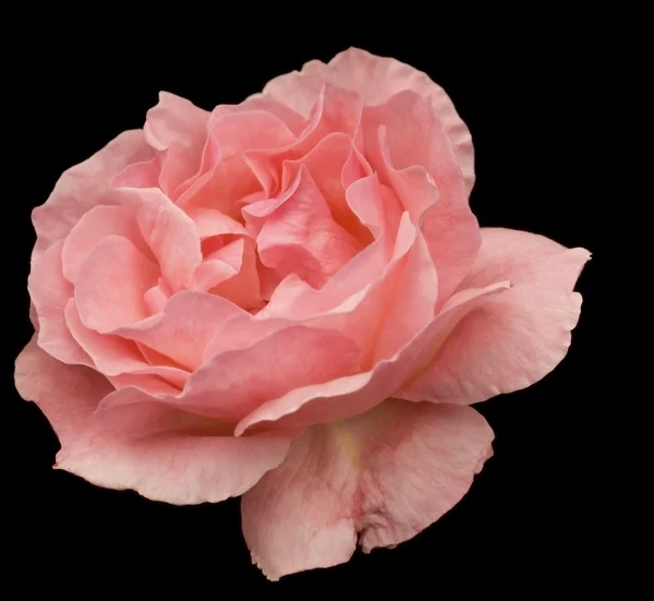 Růžová růže květ květ izolované na černém pozadí — Stock fotografie
