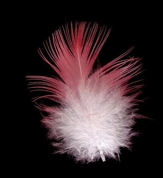 Roze kaketoe vogel veer roze en wit op zwart — Stockfoto