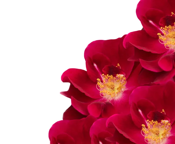 Fiore di rosa rossa fiorisce isolato su bianco — Foto Stock