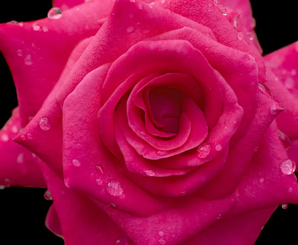 Raindrops on red rose flower on black — Stock Photo, Image