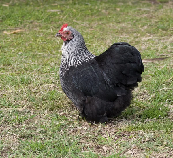Primavera tempo pekin preto Bantam galinha livre gama na grama — Fotografia de Stock