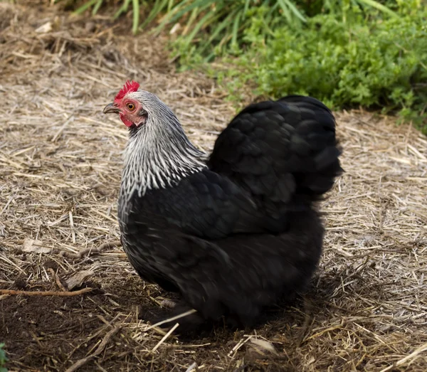 Birchen Cochin, galinha preta e branca bantam pekin — Fotografia de Stock