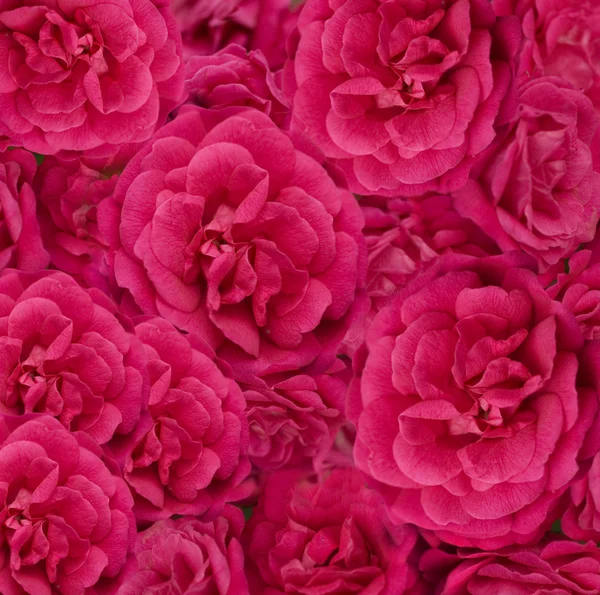 Beautiful floral cerise pink rose background — Stock Photo, Image