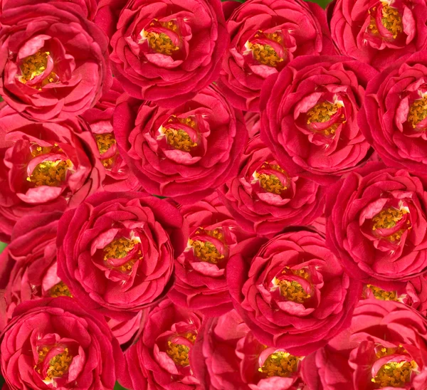 Прекрасний квітковий червоний трояндовий фон — стокове фото