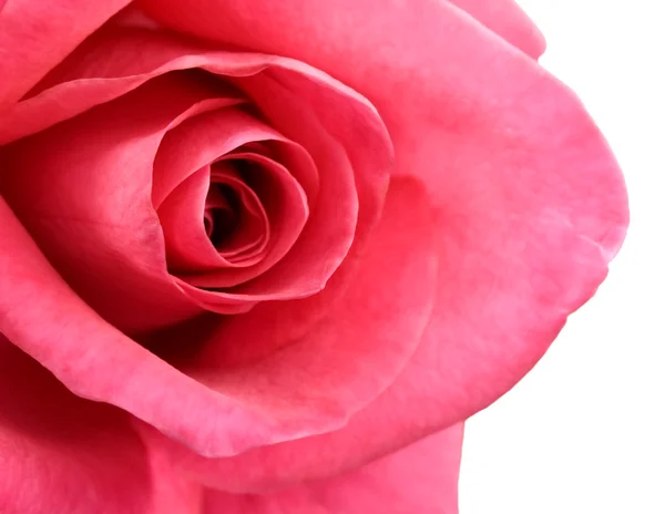 Ο κόκκινος αυξήθηκε λουλούδι μεγέθυνση σε άσπρο φόντο — Φωτογραφία Αρχείου