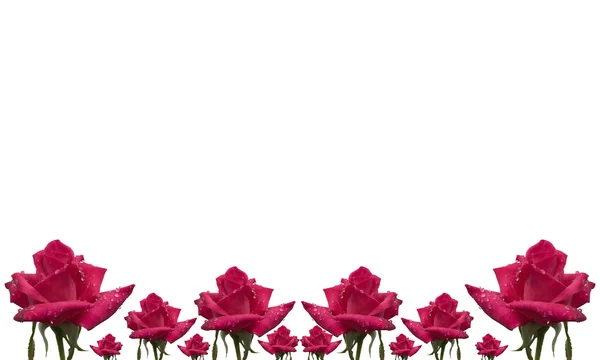 Rosa fiore modello floreale bordo carta su bianco — Foto Stock