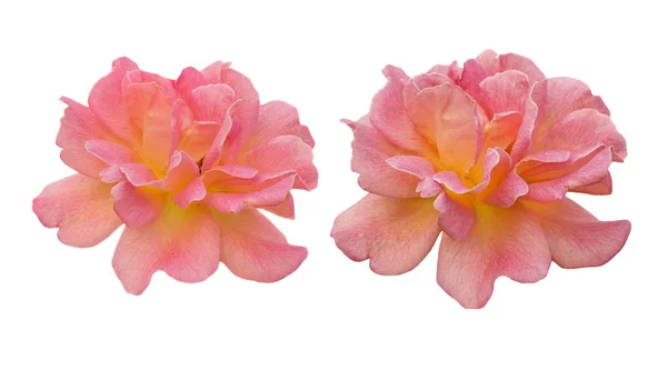 Jarní růžové květy růže květ izolované na bílém — Stock fotografie