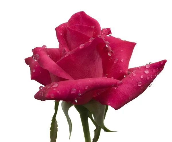 Raindrops on cerise red rose flower stem on white — Stock Photo, Image