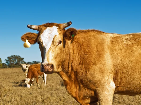 Marrons e brancos bovinos que raça australian — Fotografia de Stock