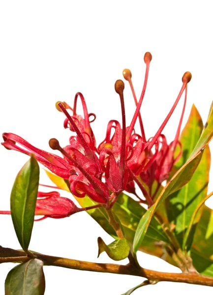 Grevillea esplendor flor australiana isolada — Fotografia de Stock
