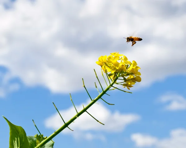 Spring with blue sky rain clouds and bee — Stock Photo, Image