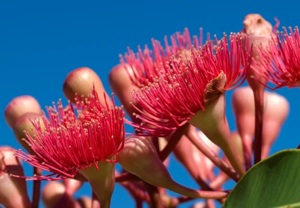 ดอกไม้สีแดง ยูคาลิปตัส ฤดูร้อน สีแดง ออสเตรเลีย — ภาพถ่ายสต็อก