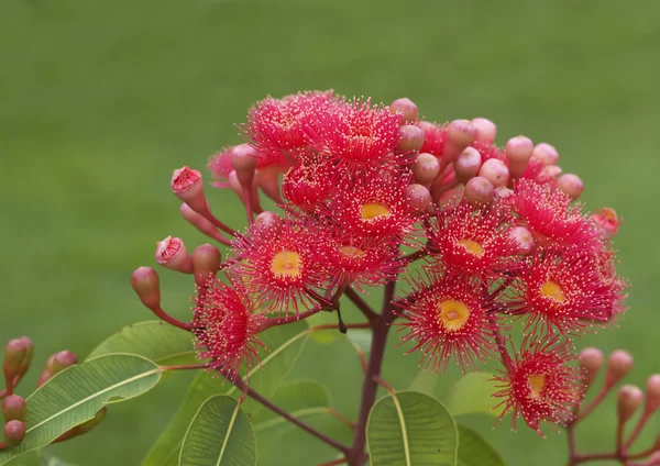 Kırmızı çiçekler okaliptüs yaz kırmızı Avustralya yerlisi