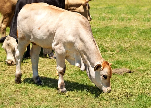 Белый теленок австралийский скот — стоковое фото