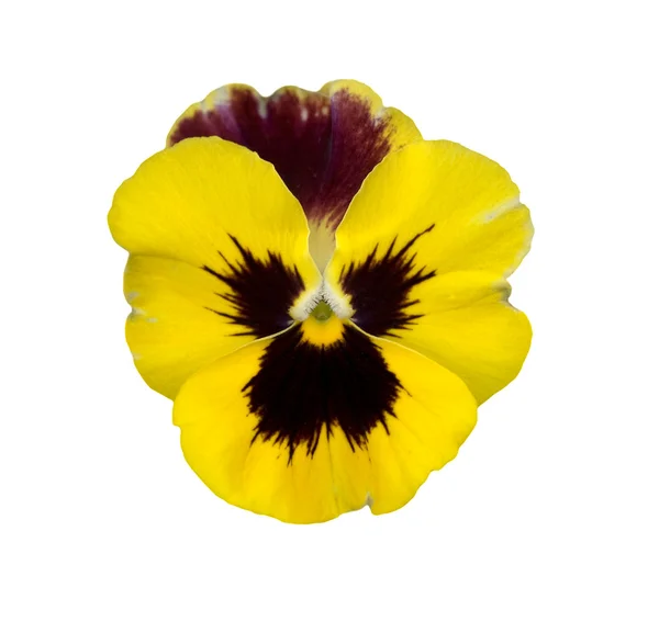 孤立黄色三色堇紫罗兰色春花为卡背景 w 的 — 图库照片