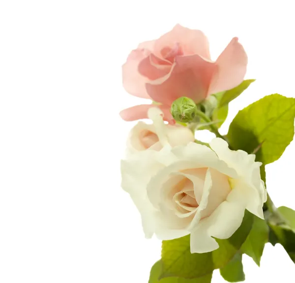 情人节玫瑰鲜花边框 免版税图库照片
