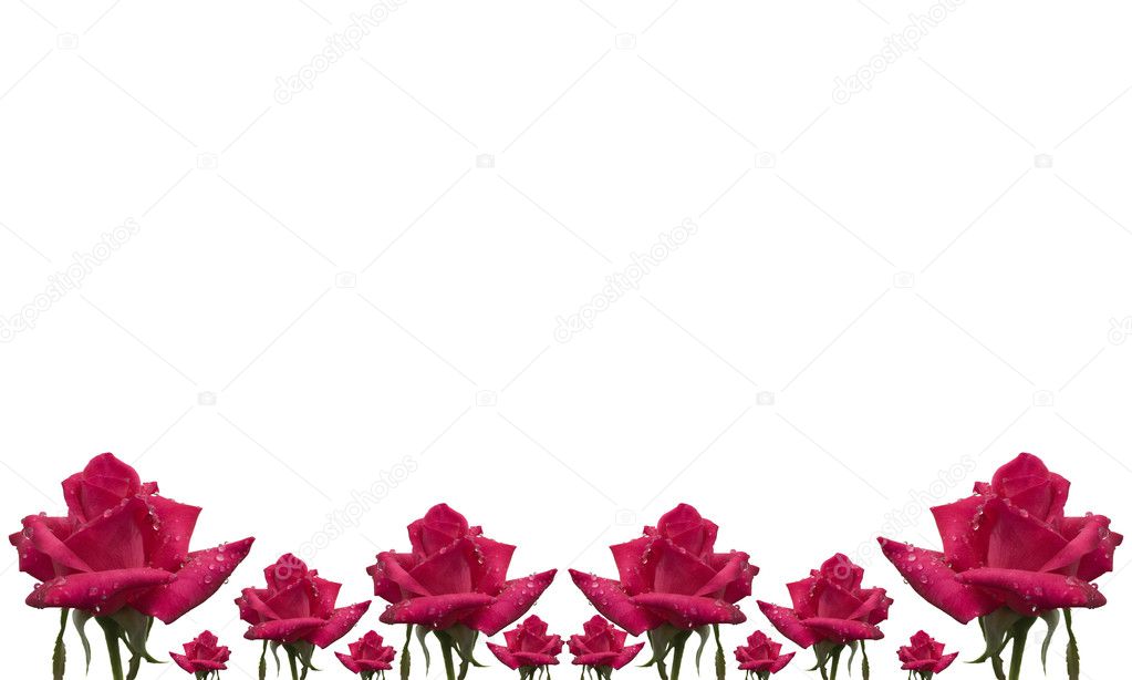 Rose flower pattern floral card border on white