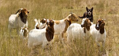 Working dog australian kelpie herds goats clipart