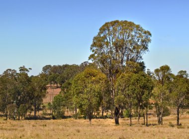Avustralya kırsal sakız ağaçları ve mavi gökyüzü