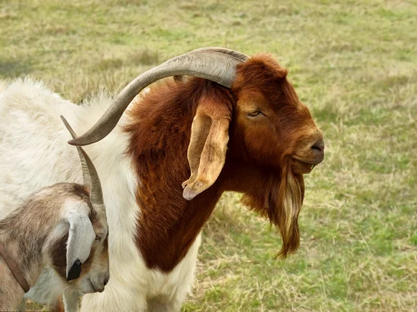 Billy goat portrait rural scene — Stock Photo, Image