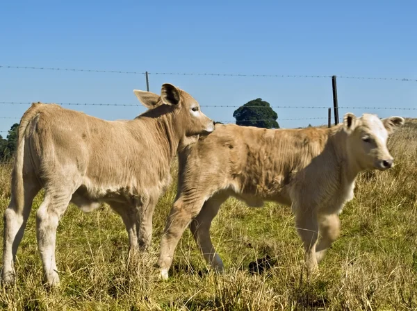 Giovani vitelli che giocano bovini da carne — Foto Stock