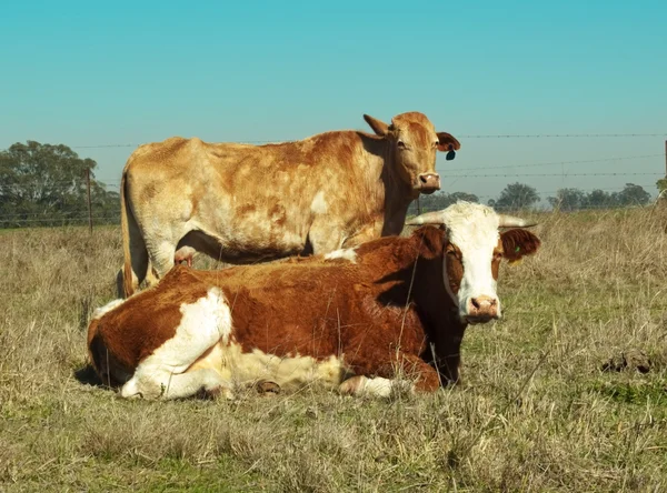 Австралийская симментальная корова типичного коричневого и белого цвета — стоковое фото