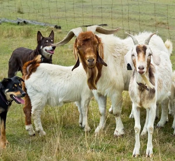 Cabras com cães de trabalho australianos kelpies — Fotografia de Stock
