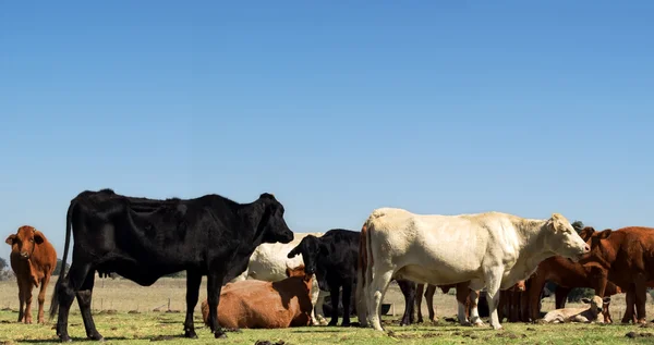 Mavi gökyüzü hanımefendi ile sığır sürüsü — Stok fotoğraf