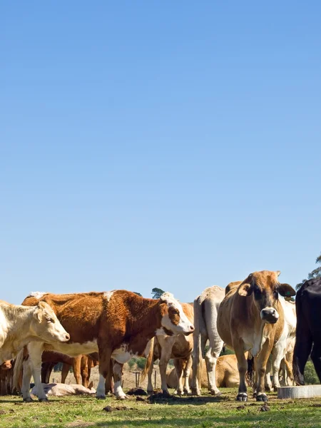 Rebanho de gado bovino com céu azul copyspace — Fotografia de Stock