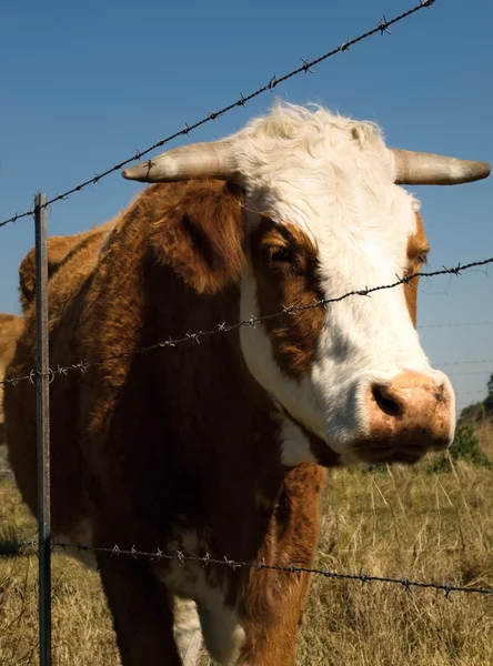 Hillitty piikkilanka-aita tilan lehmien hillitsemiseksi — kuvapankkivalokuva