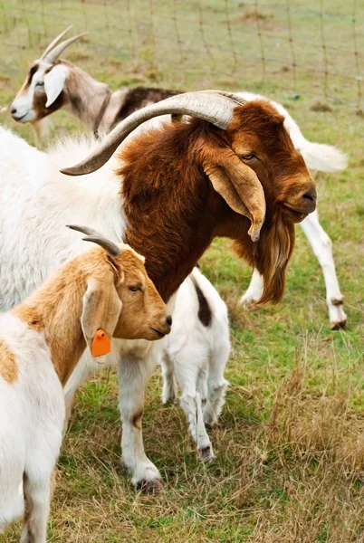 Billy goat with nanny goats — Stock Photo, Image