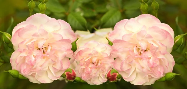 Мягкие розовые цветы весной — стоковое фото