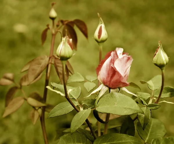 Античная красная роза — стоковое фото