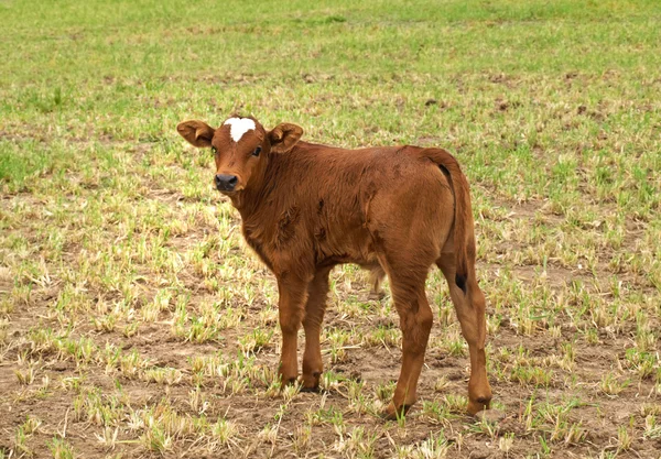 Primavera tempo jovem bezerro marrom para carne bovina — Fotografia de Stock
