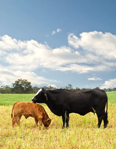 Mãe e bebê vaca australiano criado gado bovino — Fotografia de Stock