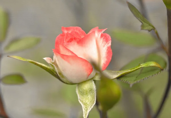 Ρετρό διακόσμηση ροζ τριαντάφυλλο ταπετσαρία υφή — Φωτογραφία Αρχείου