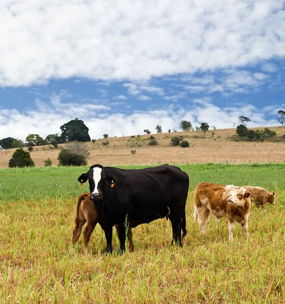 Cena rural com vaca preta, bezerros castanhos, céu azul e nuvens — Fotografia de Stock