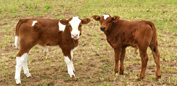 Primavera nuovi vitelli marroni al pascolo — Foto Stock