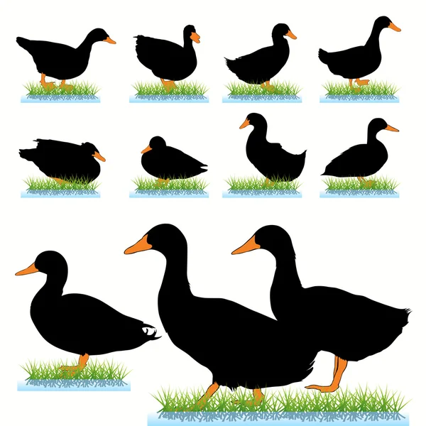 Ensemble de silhouettes de canards — Image vectorielle