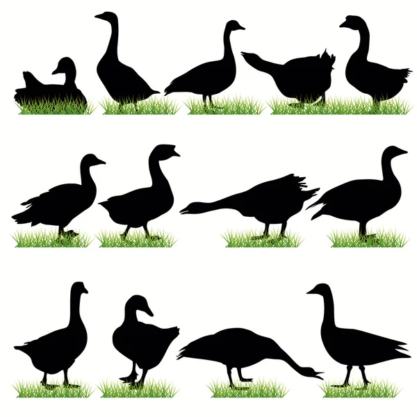 13 Gooses silhouettes set — Stock Vector