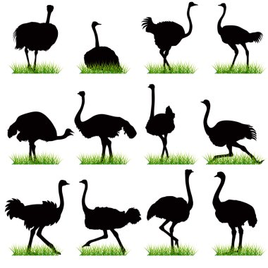 Ostriches Silhouettes Set clipart