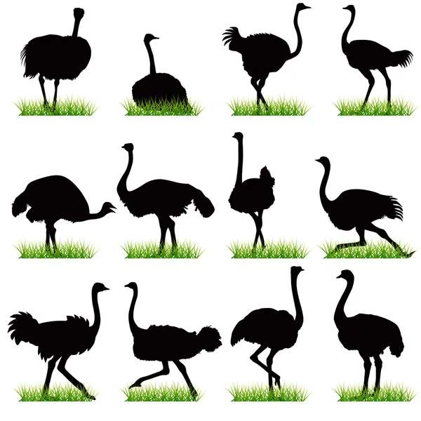 Ostriches Silhouettes Set — Stock Vector